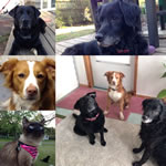 Lilly Kitty, BudderBug, DoodleBug and LadyBug